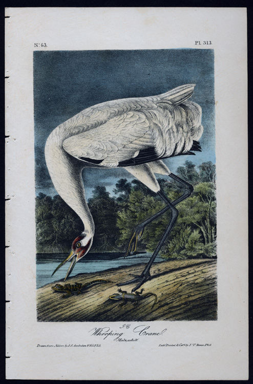 Whooping Crane