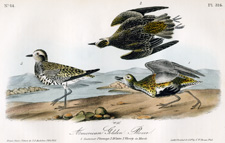 American Golden Plover