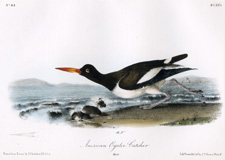 American Oyster Catcher