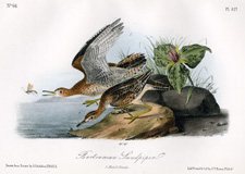 Bartramian Sandpiper