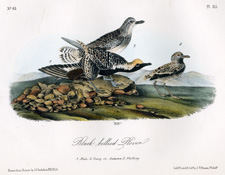 Black-bellied Plover