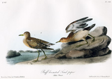 Buff-breasted Sandpiper