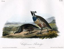 Californian Partridge