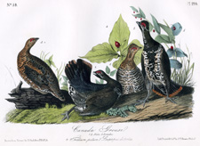 Canada Grouse