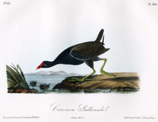 Common Gallinule