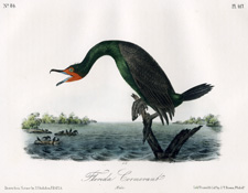 Florida Cormorant