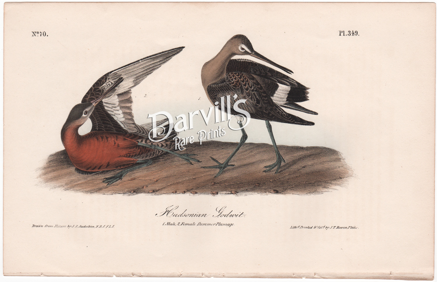 Hudsonian Godwit plate 349