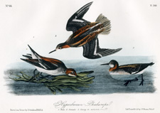 Hyperborean Phalarope