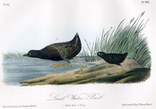 Least Water-Rail