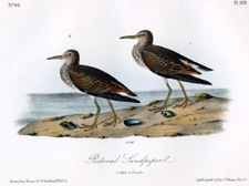 Pectoral Sandpiper