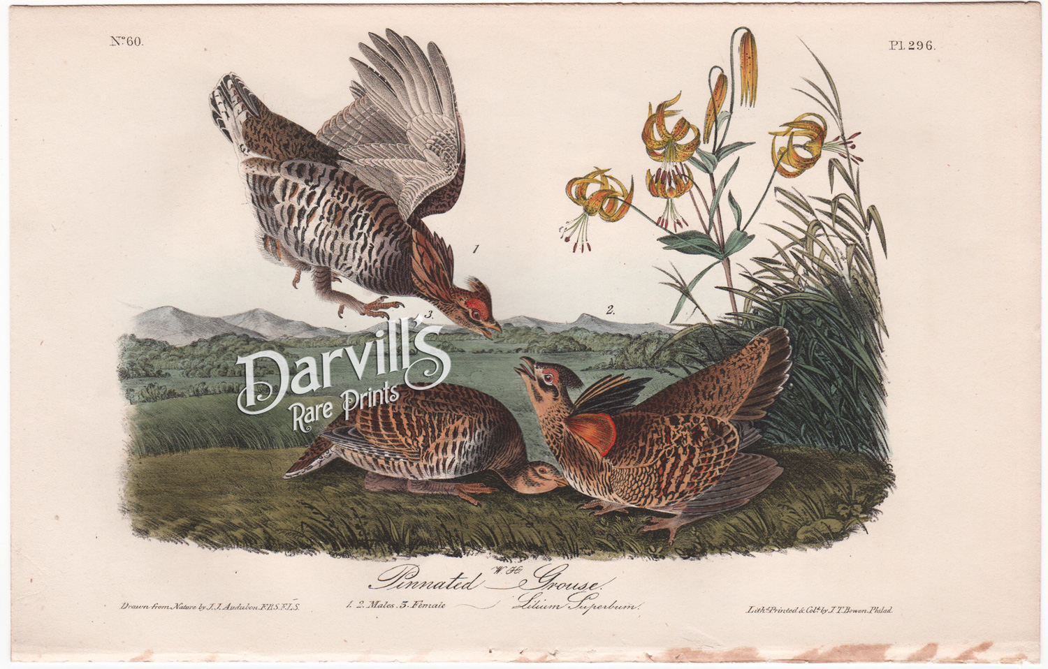 Band-tail Dove or Pigeon plate 279