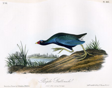 Purple Gallinule