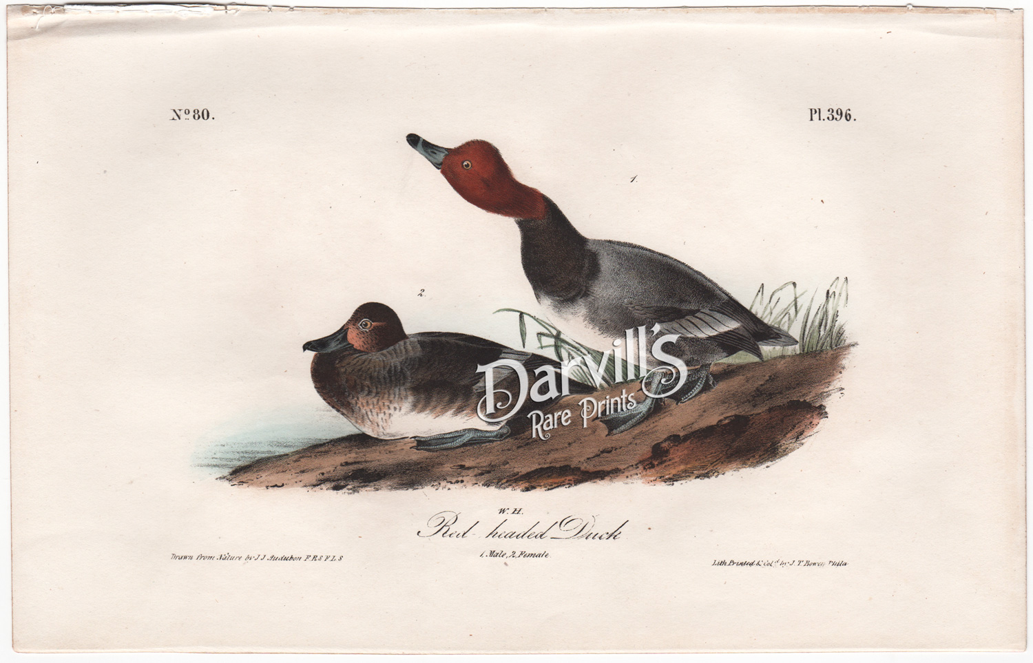 Audubon Red headed Duck plate 396