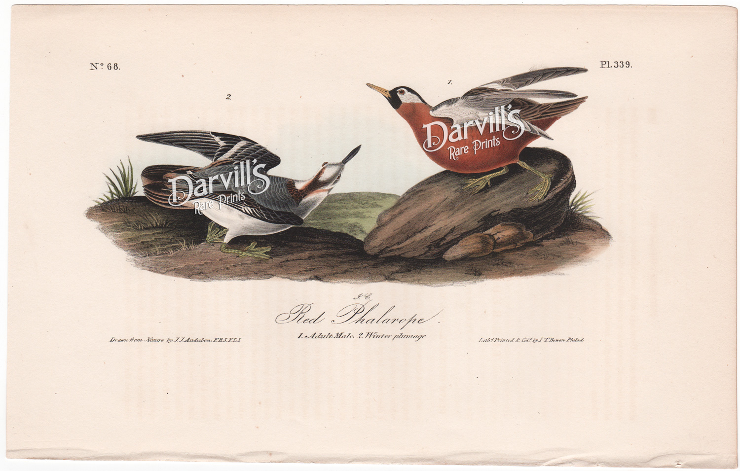 Red Phalarope plate 339 Audubon octavo first edition