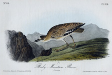 Rocky Mountain Plover