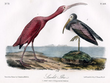 Scarlet Ibis