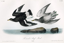 Townsend's Surf Bird