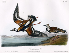 Turnstone