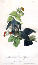 White-headed Dove, or Pigeon