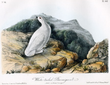 White-tailed Ptarmigan