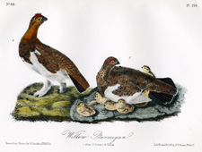 Willow Ptarmigan