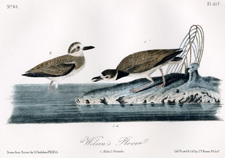 Wilson's Plover