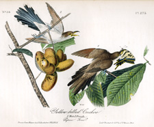 Yellow-billed Cuckoo