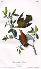 Zenaida Dove