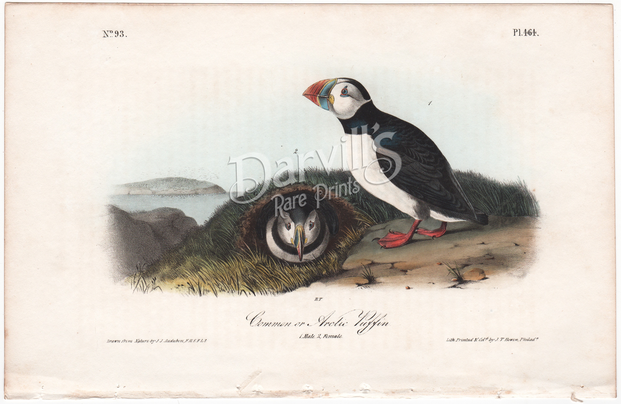 Common or Arctic Puffin, plate 464