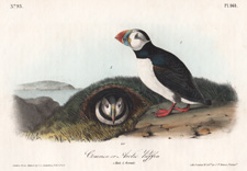 Common or Arctic Puffin
