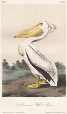 American White Pelican