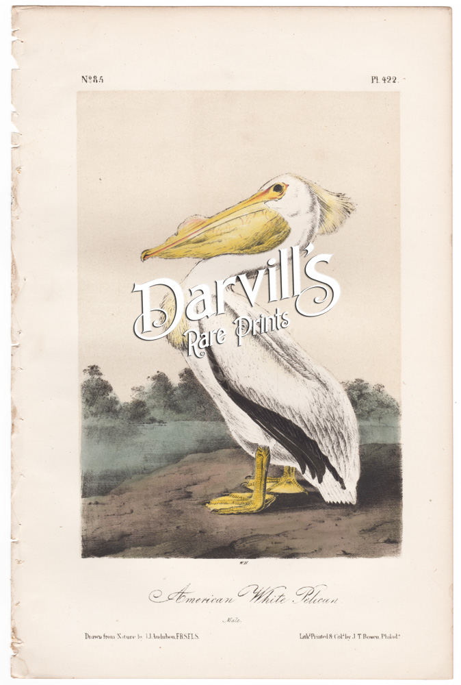 American White Pelican