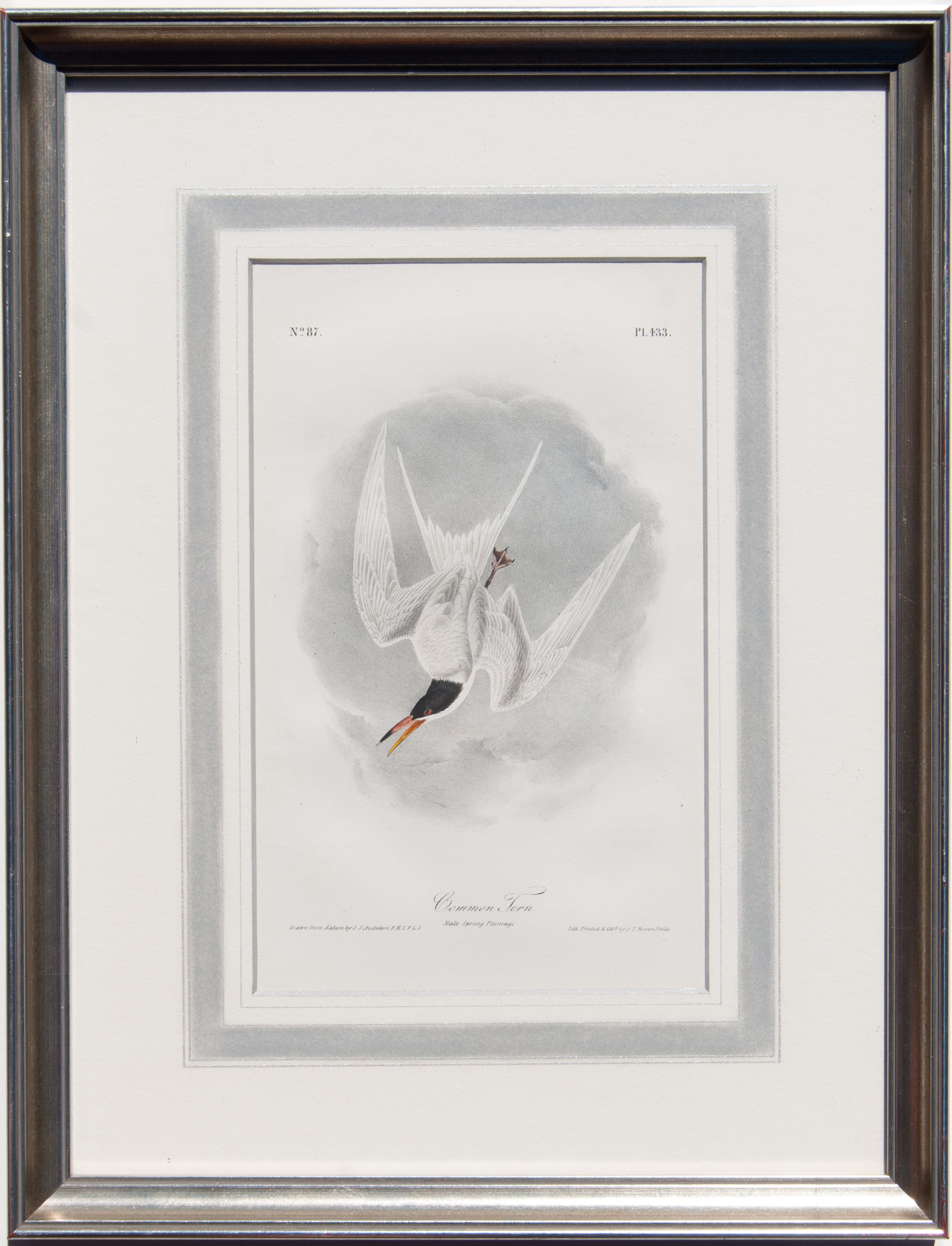 Common Tern, plate 433 FRAMED