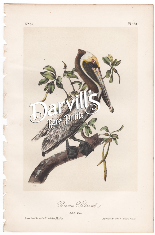 Brown Pelican