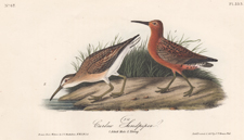 Curlew Sandpiper