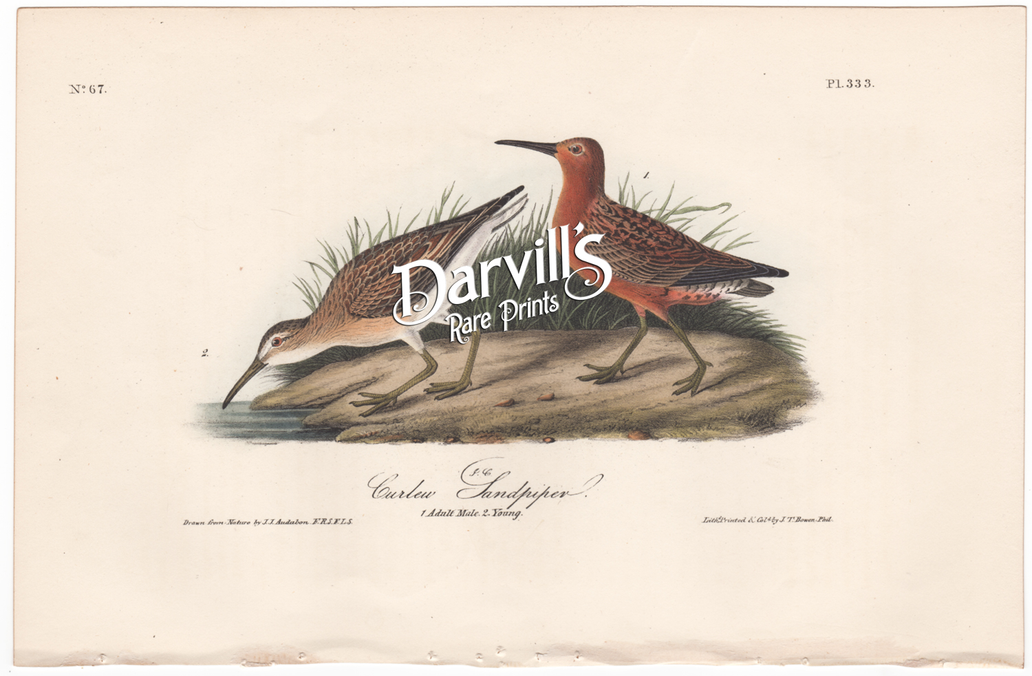 Curlew Sandpiper plate 333