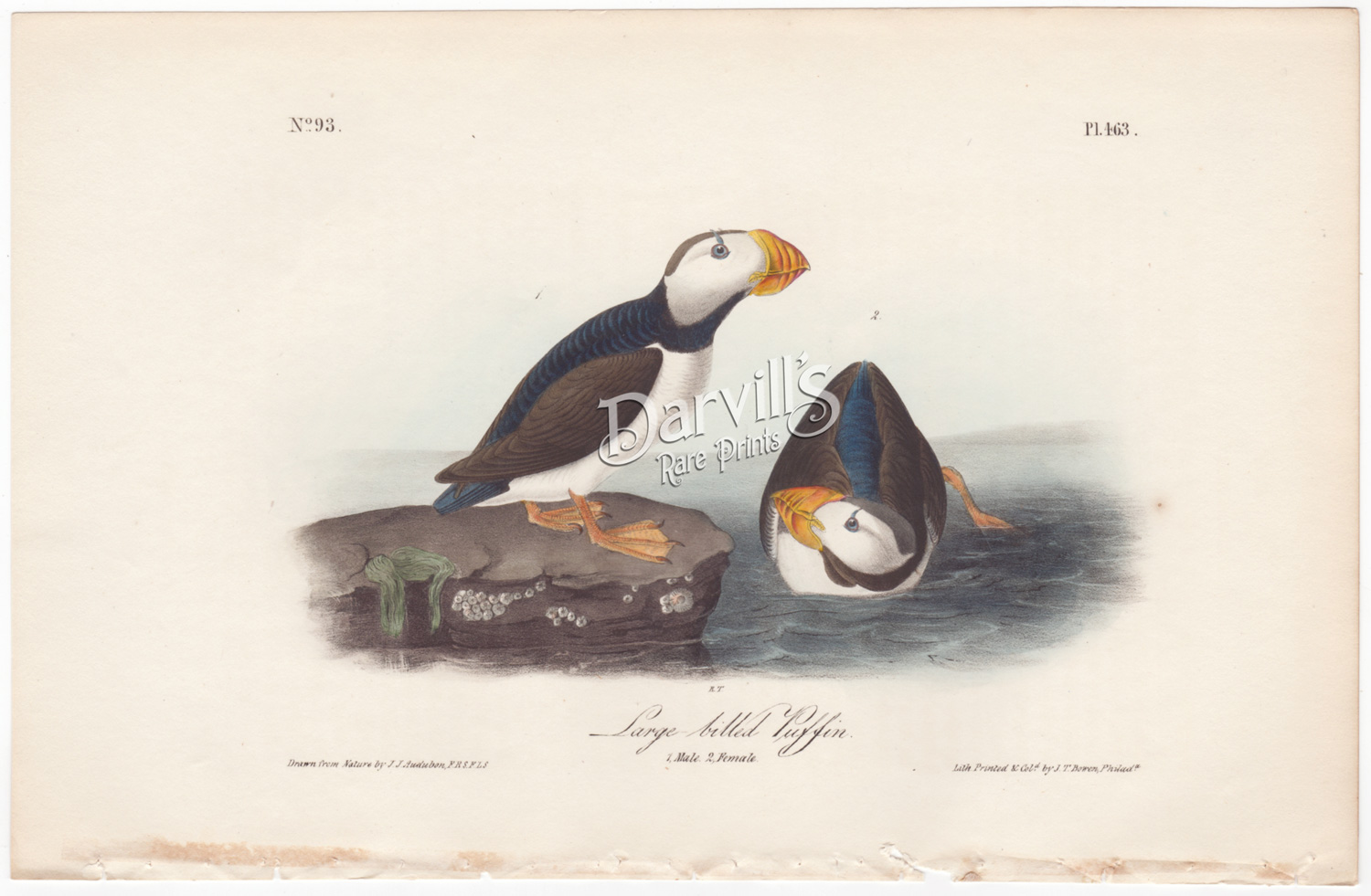 Large-billed Puffin Plate 463