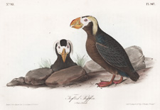 Large-billed Puffin