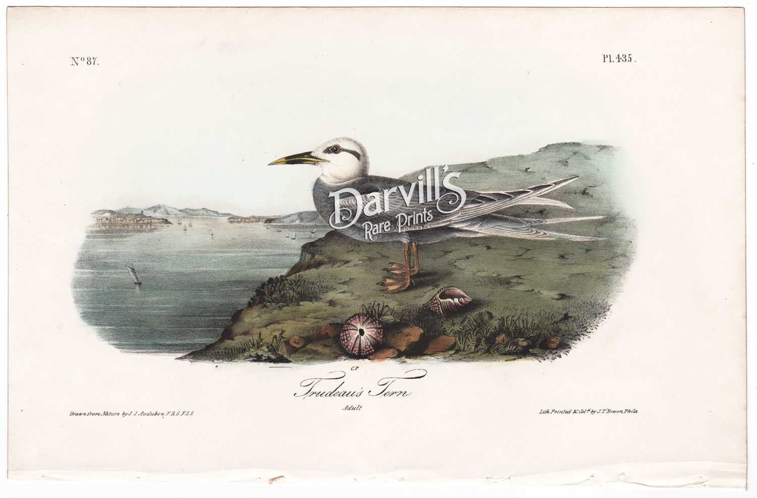 Trudeau's Tern Plate 435 first edition