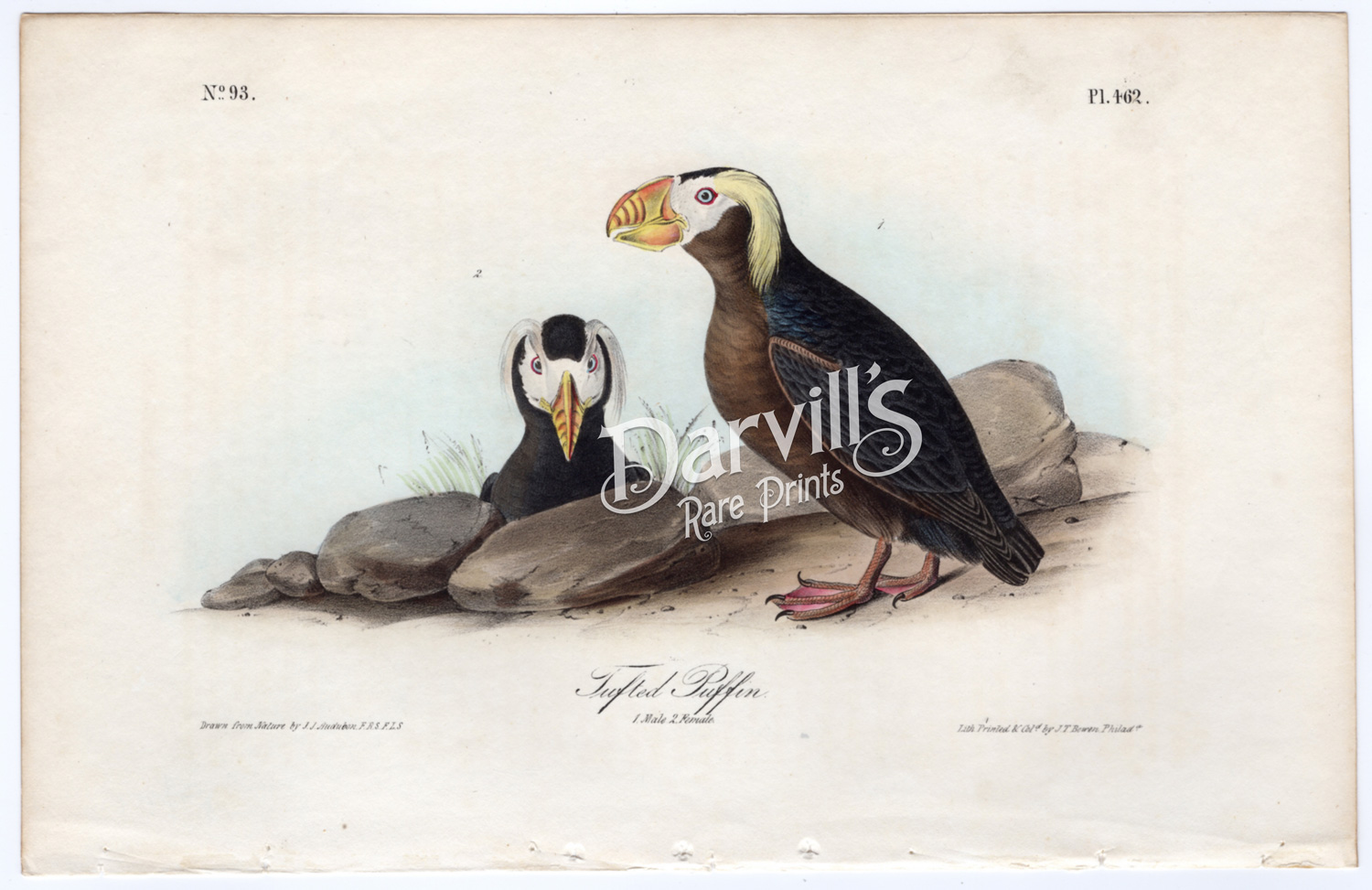 Tufted Puffin Plate 462