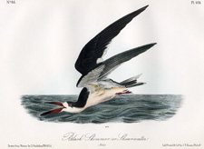 Black Skimmer or Shearwater