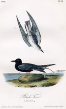 Black Tern