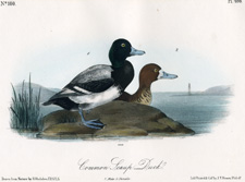 Common Scaup Duck