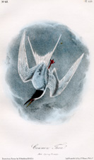 Common Tern