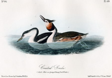 Crested Grebe