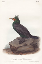 Violet-green Cormorant