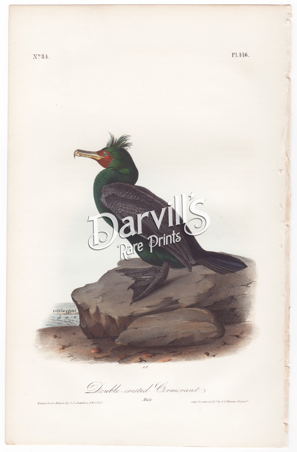 double-crested cormorant plate 418