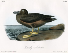 Dusky Albatross