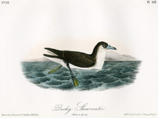 Dusky Shearwater