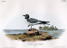 Fork-tailed Gull